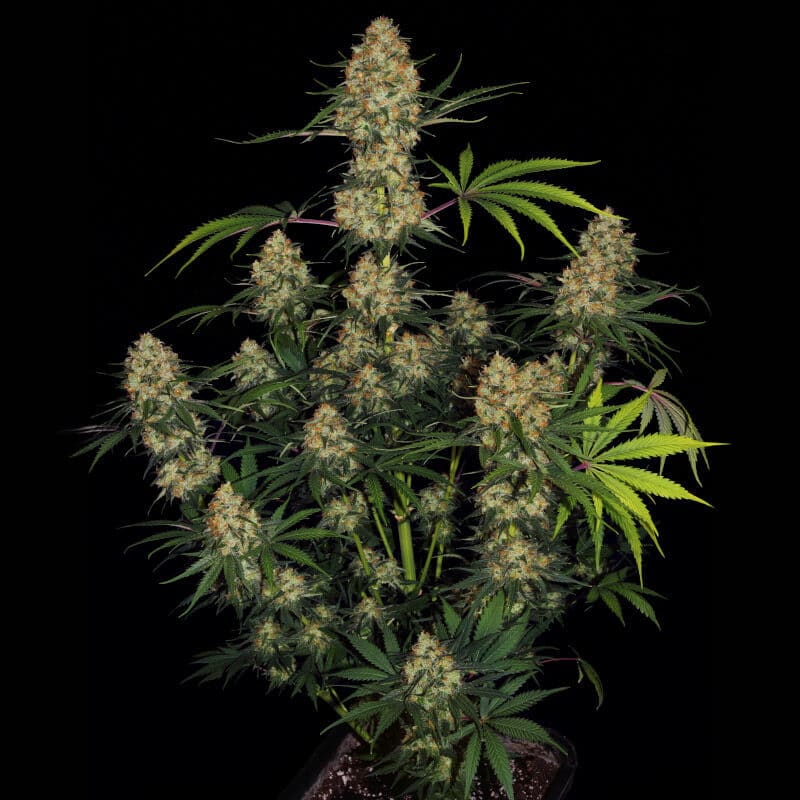 Buy Hindu Kush landrace strain 