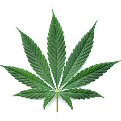 Shop Hybrid Flower Strains at High Grade Aid Cannabis Dispensary in Canada