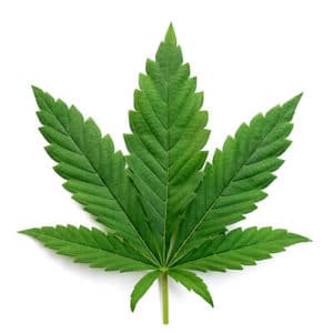 Shop Indica Flower Strains at High Grade Aid Cannabis Dispensary in Canada