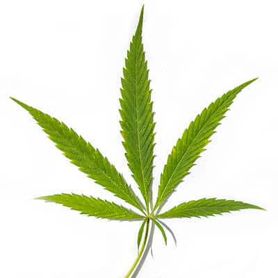 Shop Sativa Flower Strains at High Grade Aid Cannabis Dispensary in Canada