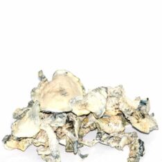 Avery Albino Magic Mushroom