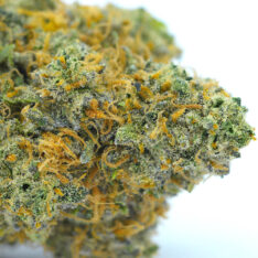 Rainbow Chip AAA+ *Buy 1 Get 1 Free*