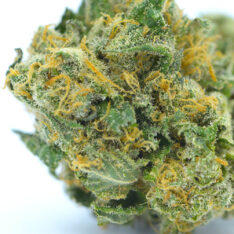 The Low Grow: Pink Kush AAA+ *Early Holiday Sale*