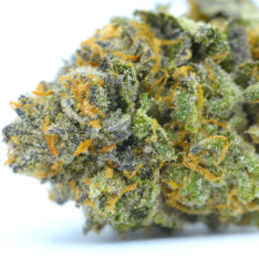 Coconut Cream Pie AAAA- *30% OFF Early Holiday Sale*