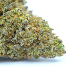 11 Weeks MMJ: Lemon Cherry Gelato AAAA *35% OFF Early Holiday Sale*