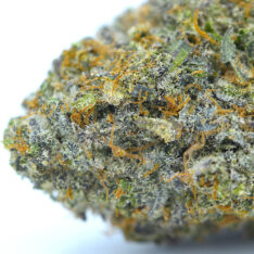 11 Weeks MMJ: Purple Lemonade x Lemon Haze AAAA *Buy 1 Get 1 Free*