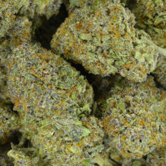 11 Weeks MMJ: Purple Lemonade x Lemon Haze AAAA *$425 Half Pound Bulk Sale*