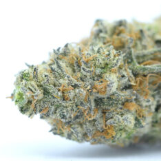 Cookies Grower: Animal Cookies x Girl Scout Cookies AAAA