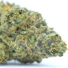 Day Trip (Pheno #4) AAAA-