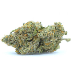 Layer Cake OG Small/Popcorn