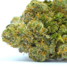 Mimosa AAA+ *Early Holiday Sale*