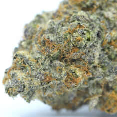 11 Weeks MMJ: Purple Haze AAAA