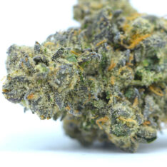 11 Weeks MMJ: Super Silver Haze x Forbidden Fruit AAAA-