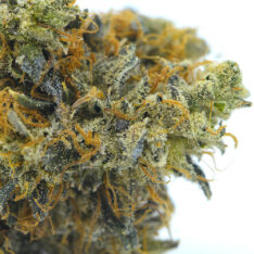 Comatose OG AAA+ *$300 Quarter Pound Deal*