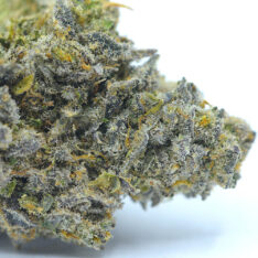 Platinum Purple Punch AAAA-